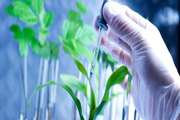 Medical plant innovations will be attracted by accelerators