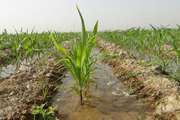 Determining the pattern of economic planting in sustainable agriculture by Iranian researchers