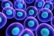 Necessity of increasing the abilities of students in the area of stem cells