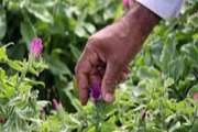 Development of Sistan and Baluchestan Will Be Expanded by Improving the Medicinal Plants Industry