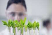 The fifth round of tissue culture will be held